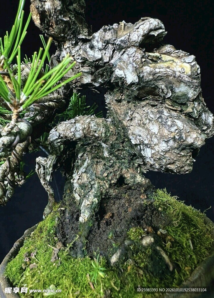 盆景