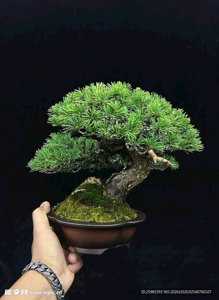 盆景