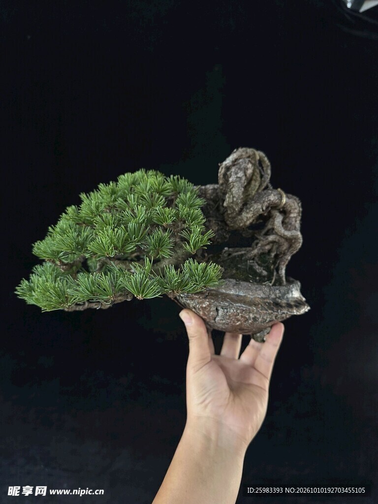 盆景
