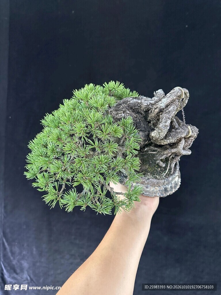 盆景