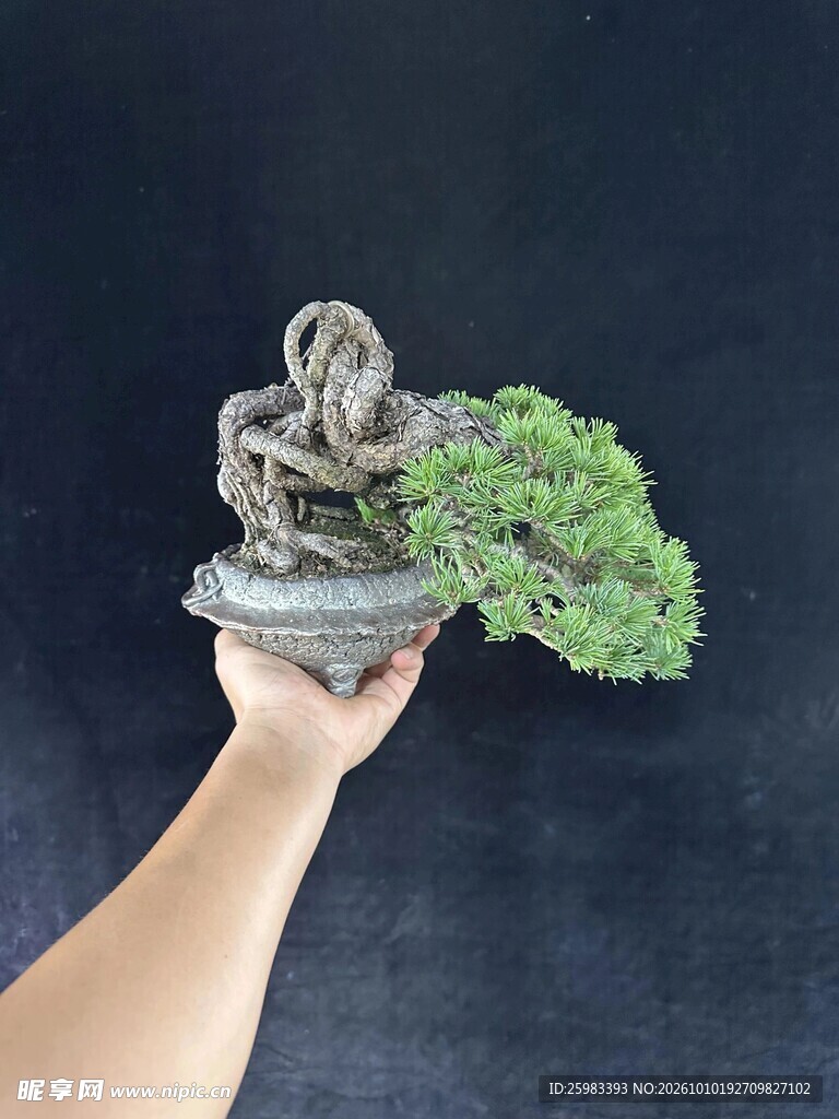 盆景