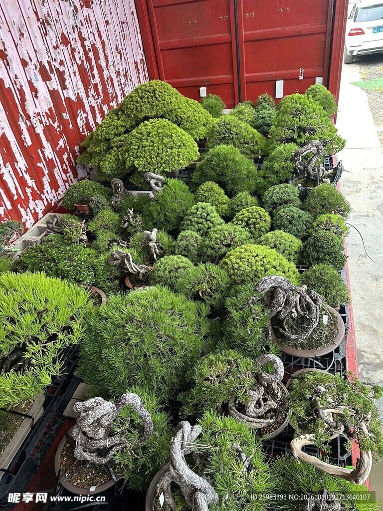 盆景