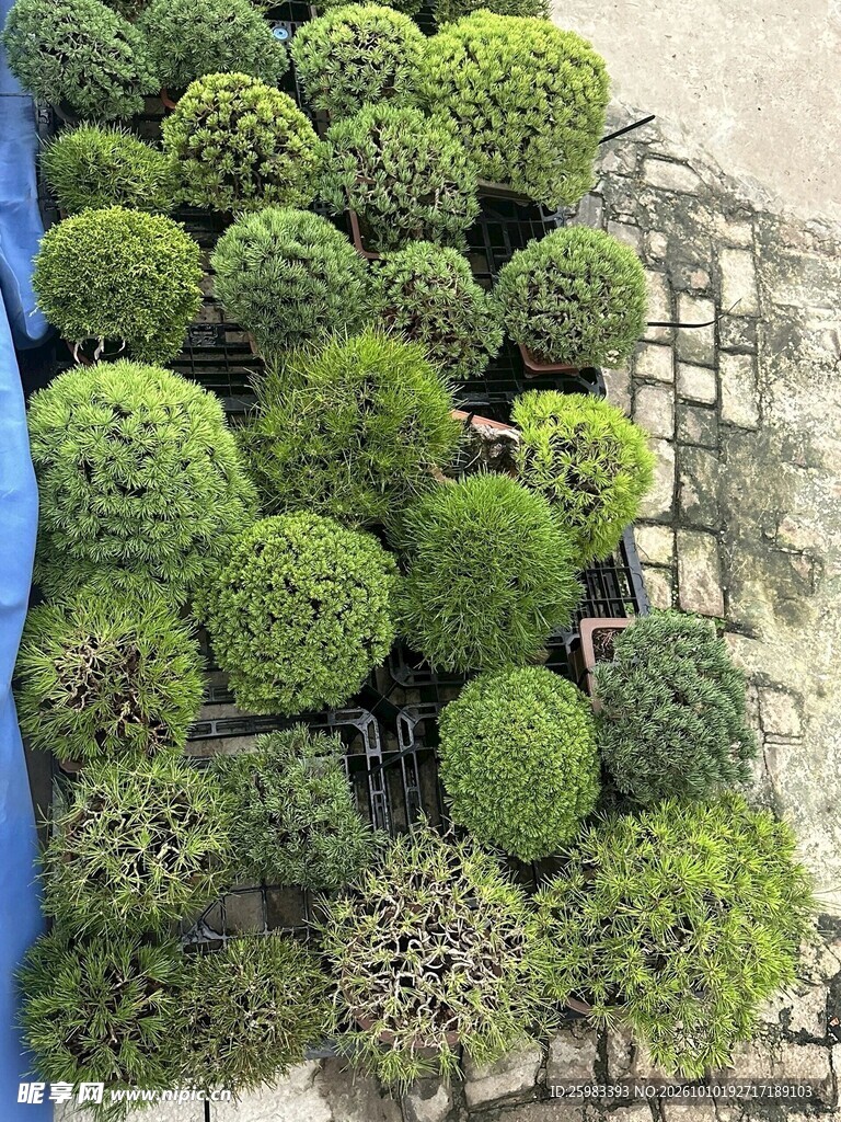 盆景