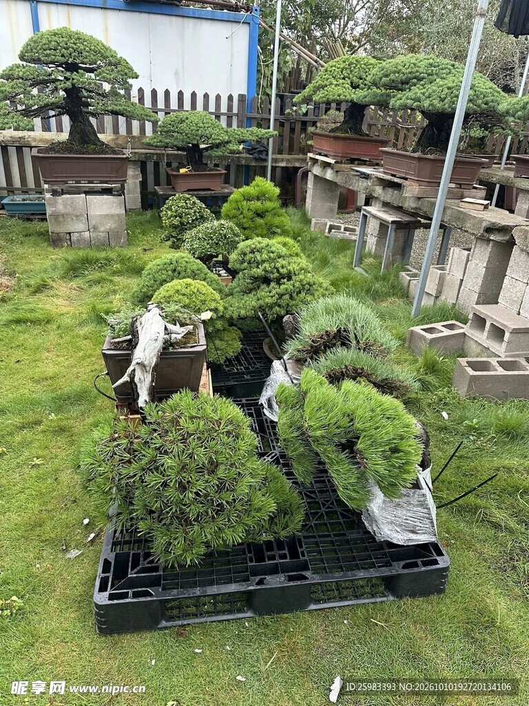 盆景