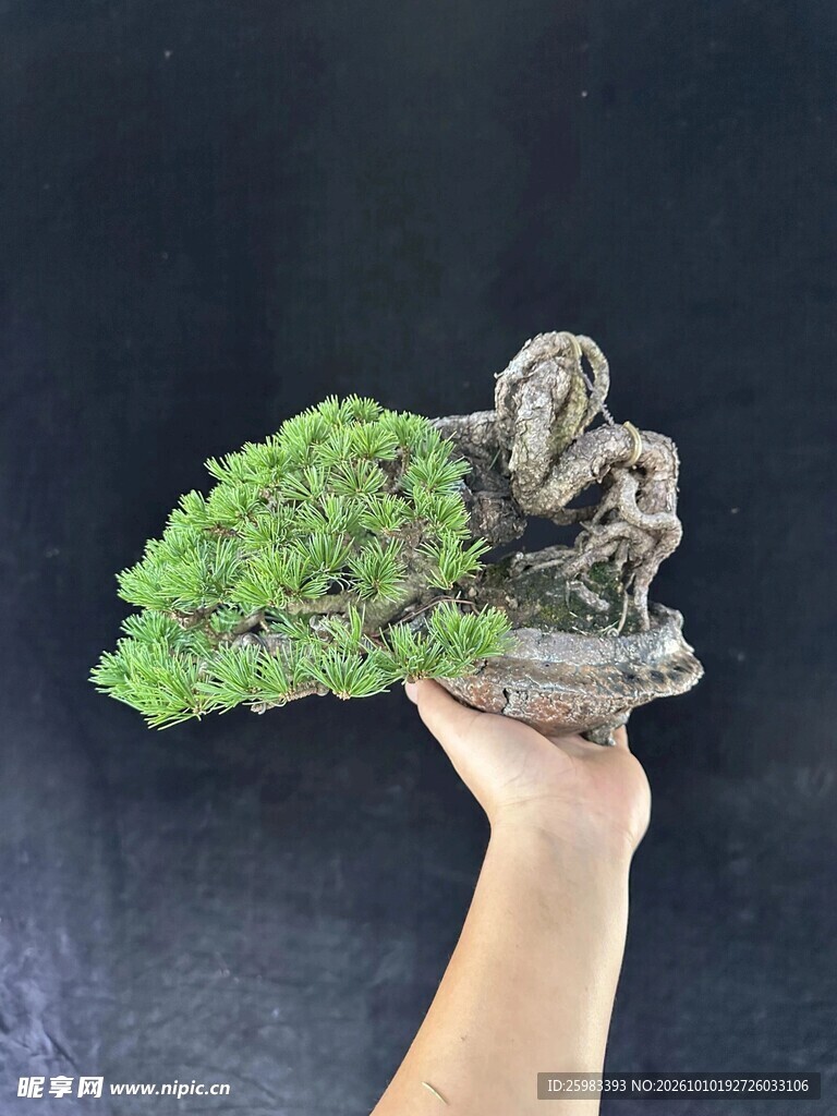 盆景