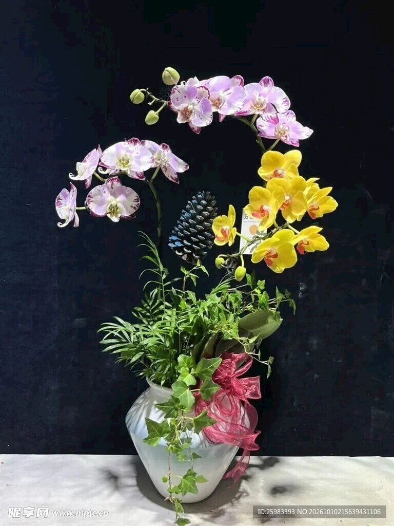 蝴蝶兰