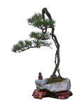 盆景