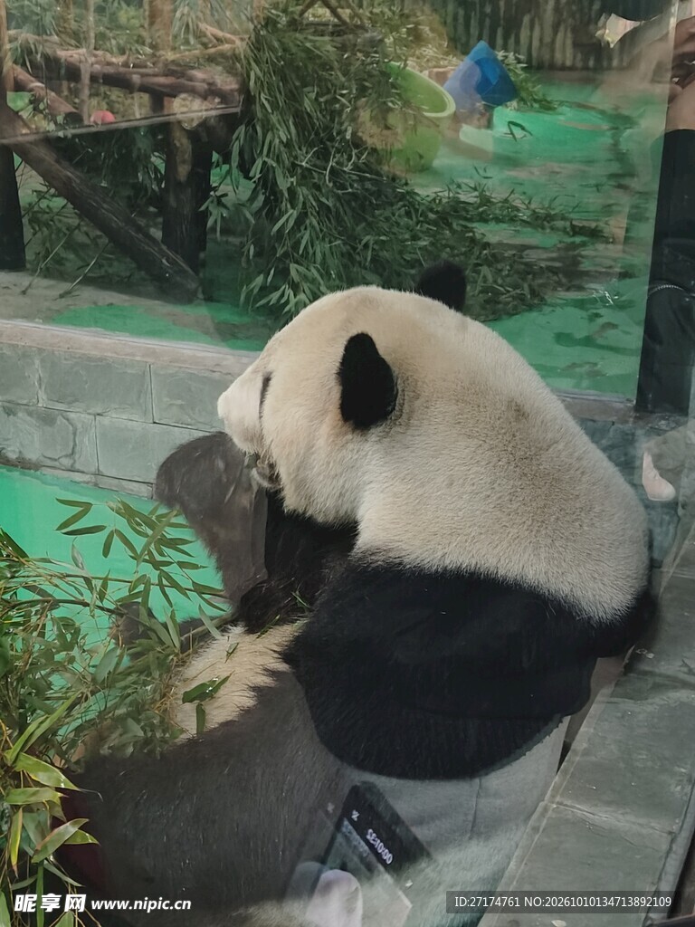 休憩的大熊猫背影