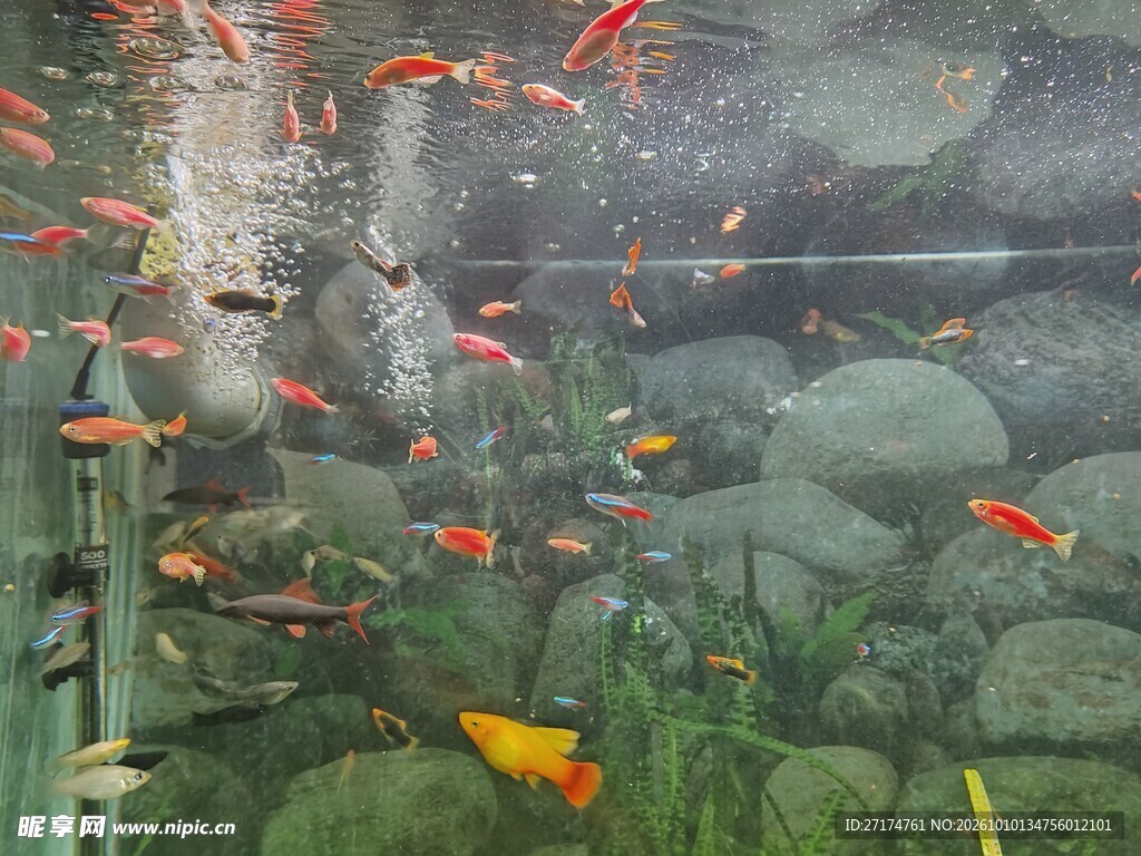 池塘锦鲤群游