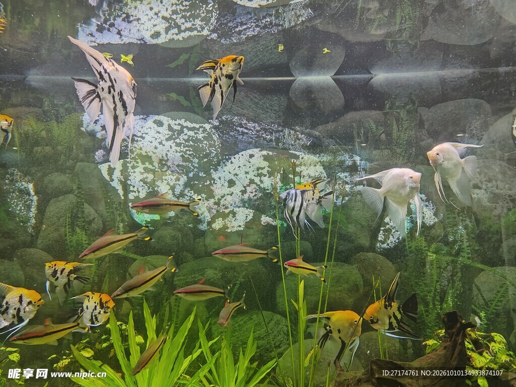 草缸观赏鱼群游
