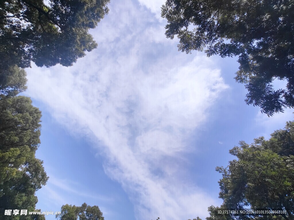 林间仰观蓝天白云