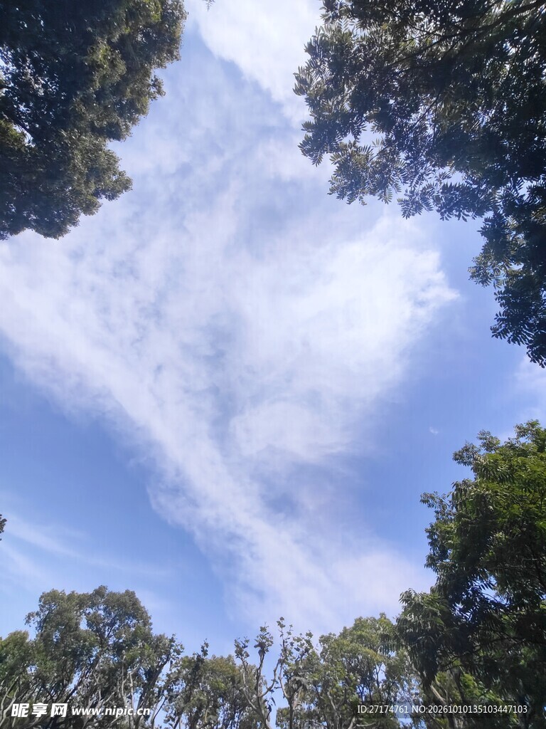 林间仰拍蓝天白云