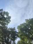 仰拍绿树晴空