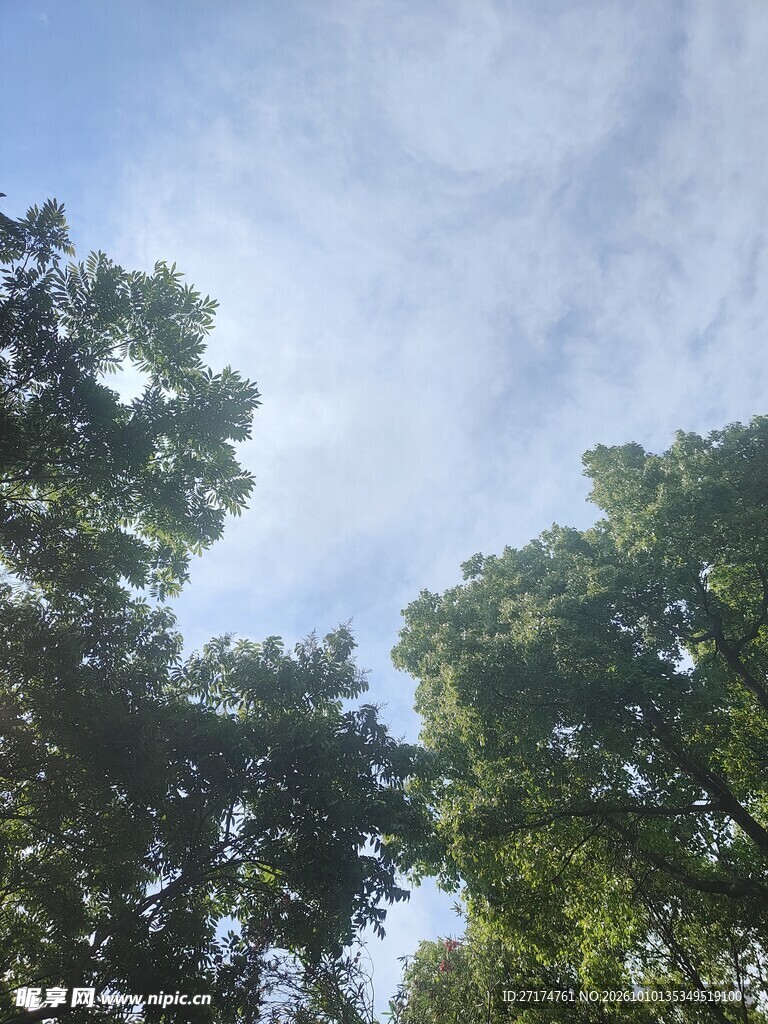 仰拍绿树晴空
