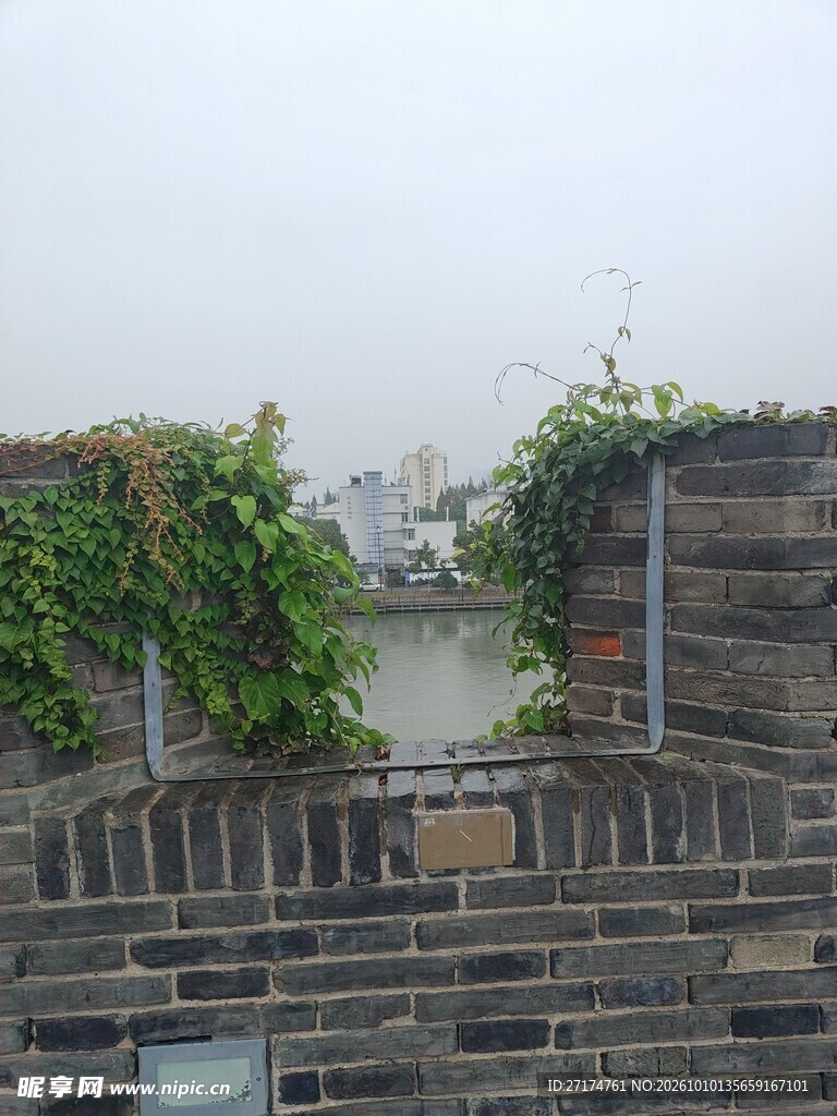 老砖墙墙头爬藤绿植