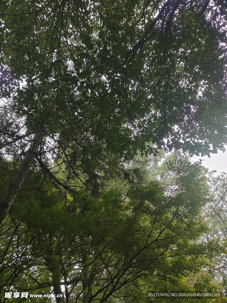 仰拍林间枝叶透光