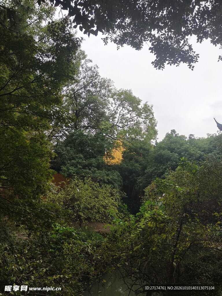 林间郊野自然风景