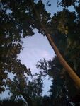 仰拍林间树隙天空