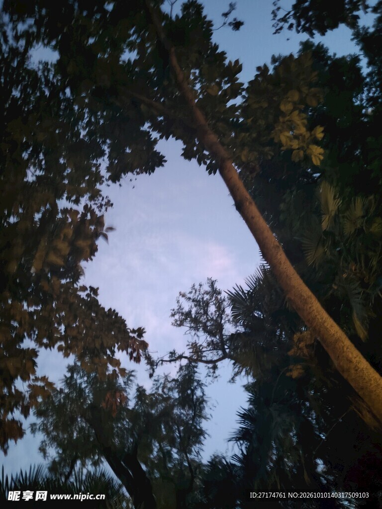 仰拍林间树隙天空