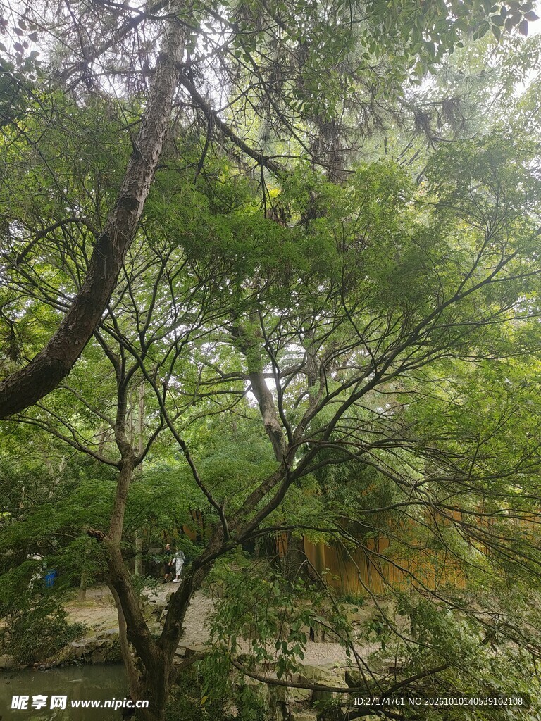 户外绿树自然景观