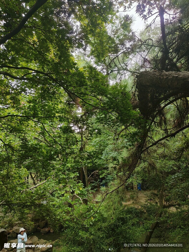 清幽林间翠绿景致
