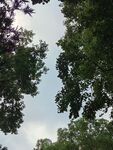 林间仰拍晴朗天空