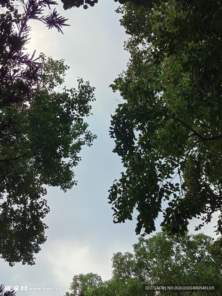林间仰拍晴朗天空