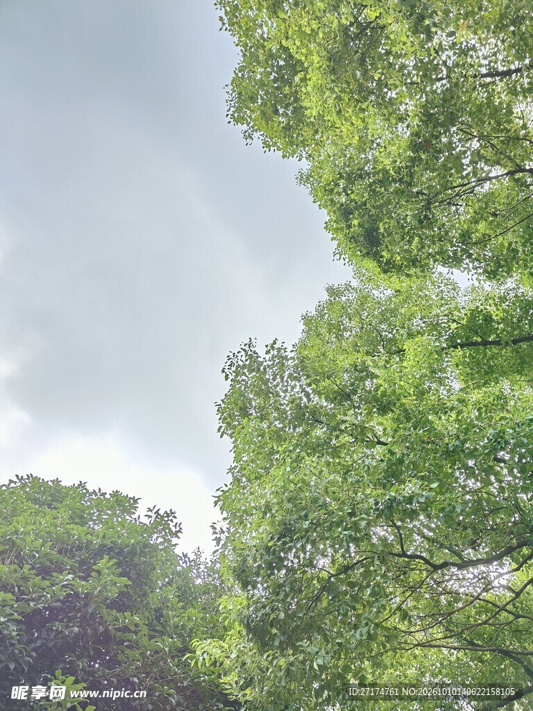 阴天树林自然风景