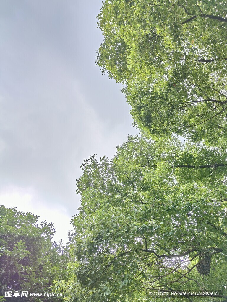 阴天户外绿树景观