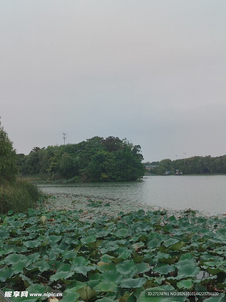 阴天湖畔荷塘景色