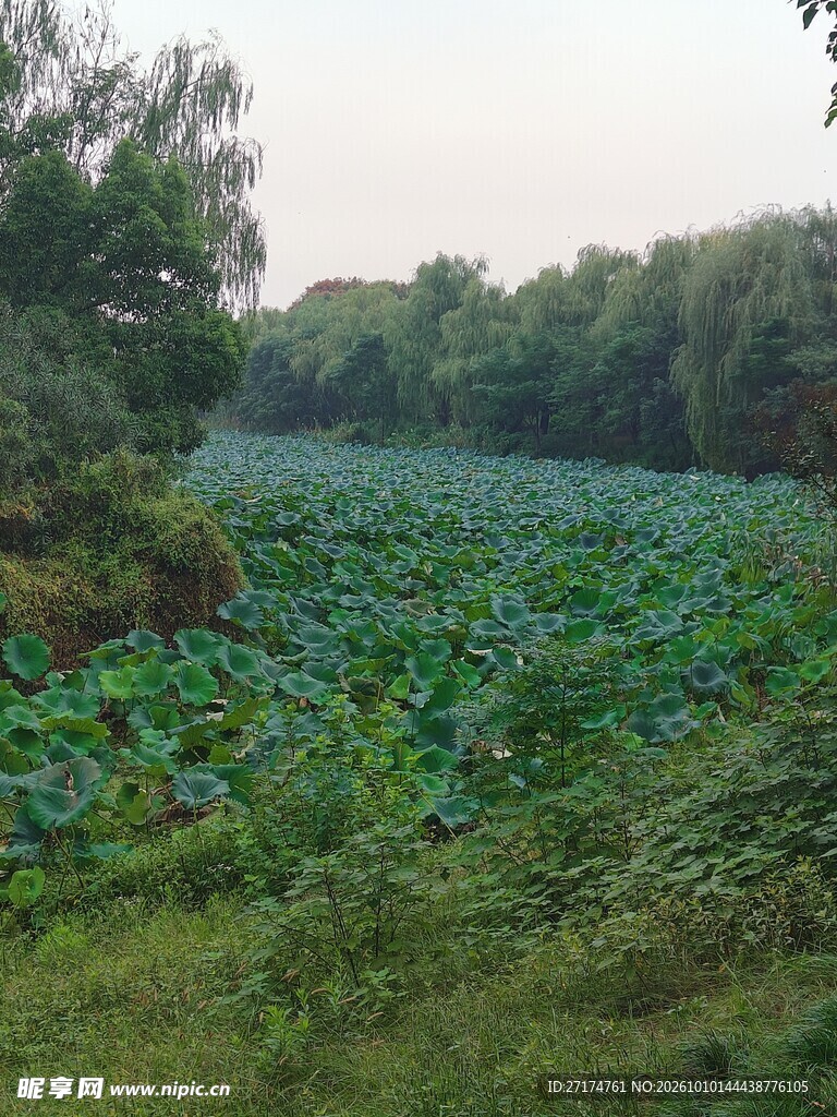郊野荷塘自然风光
