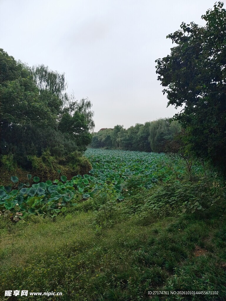 郊野湿地自然风景
