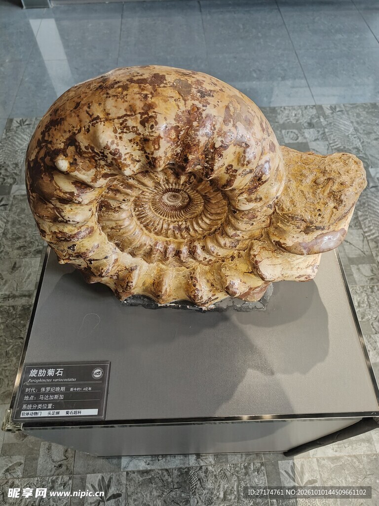馆藏菊石化石标本