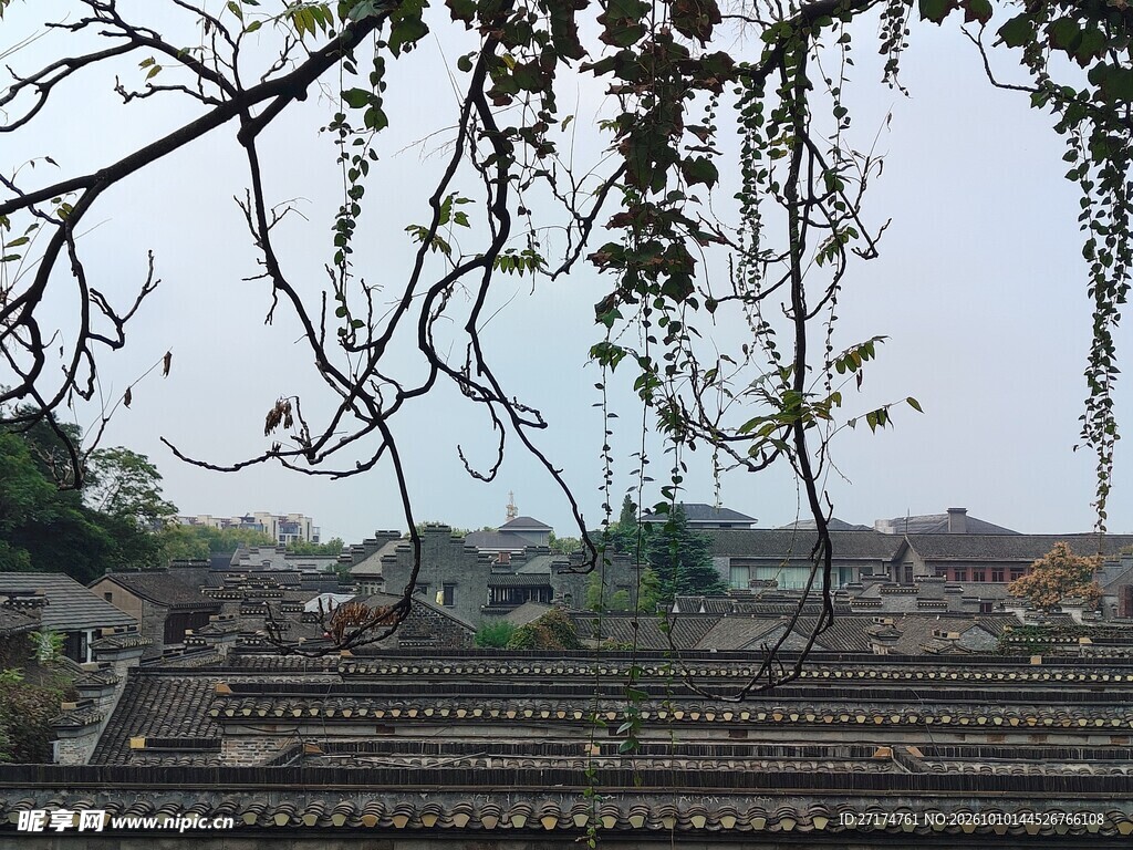 枝桠下的乡村远景