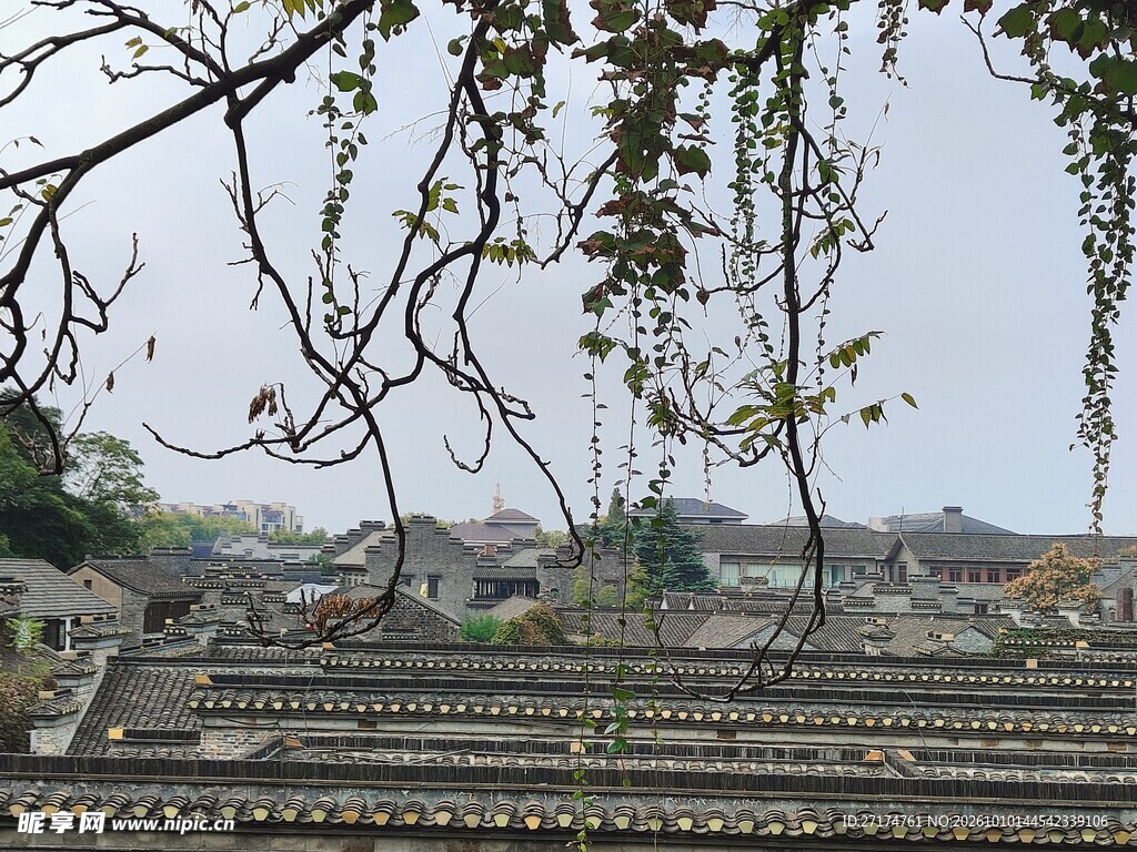 垂枝掩映古民居屋顶