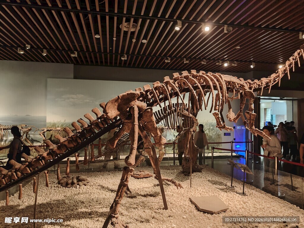 博物馆大型恐龙化石展