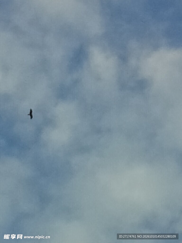 晴空中的飞鸟