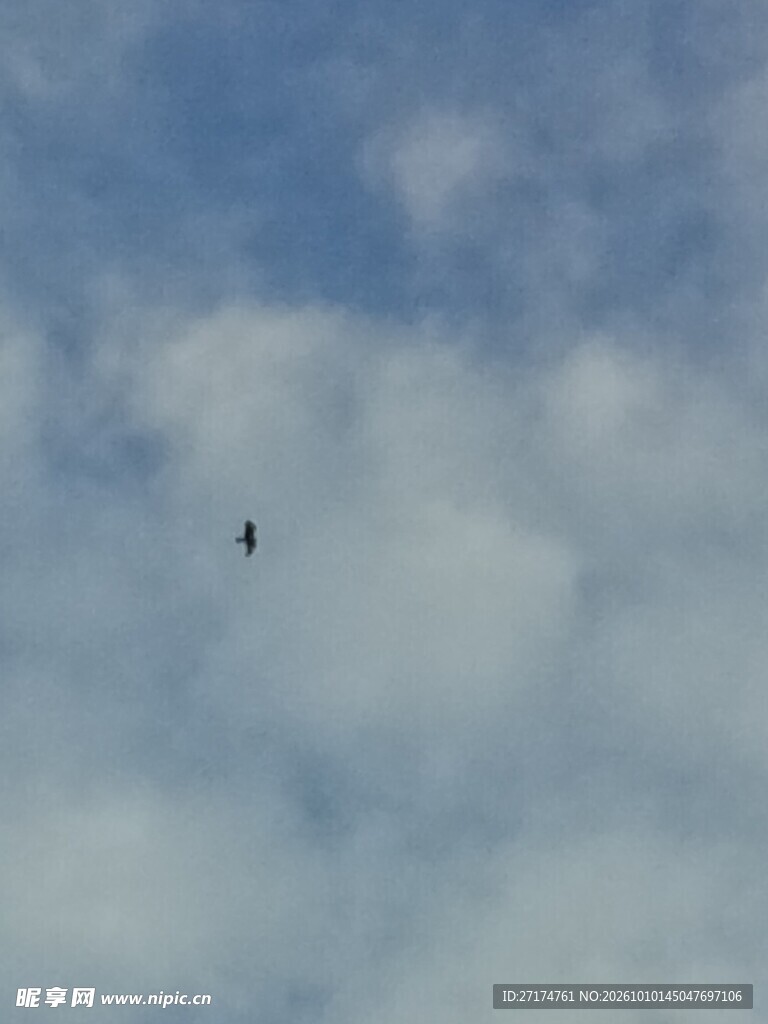 晴空中的飞鸟