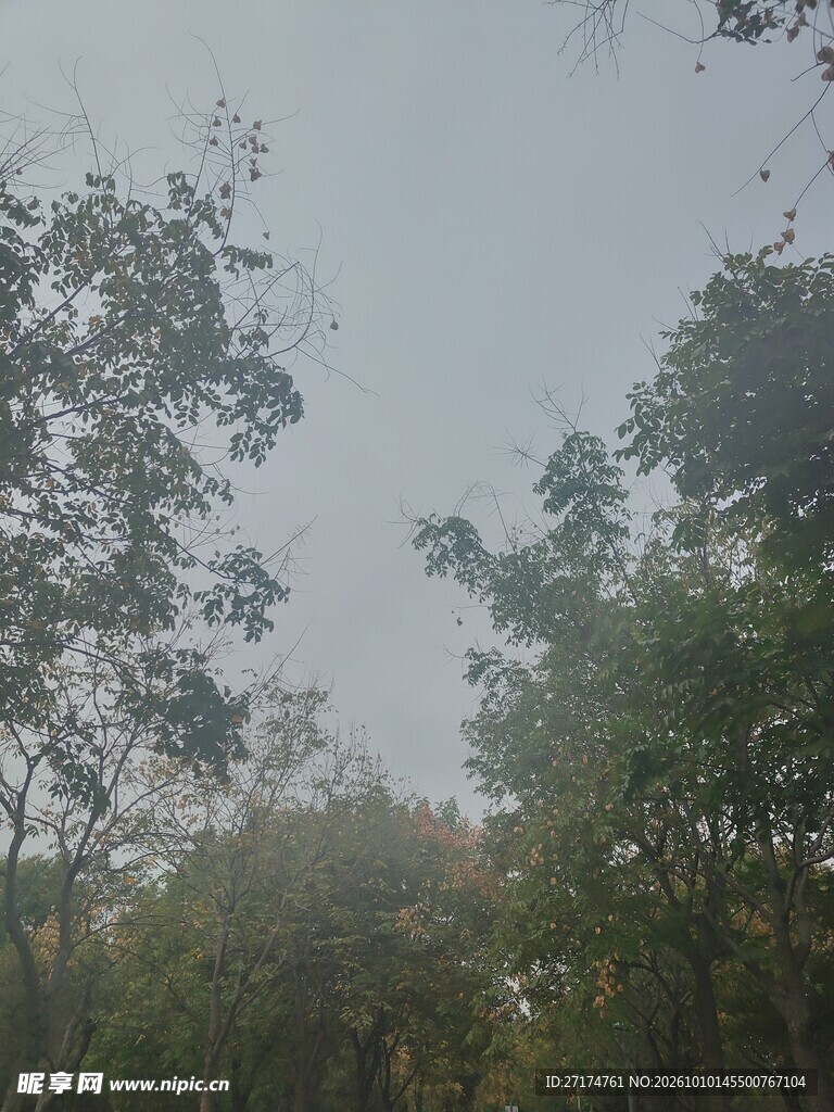 雾中树林朦胧风景