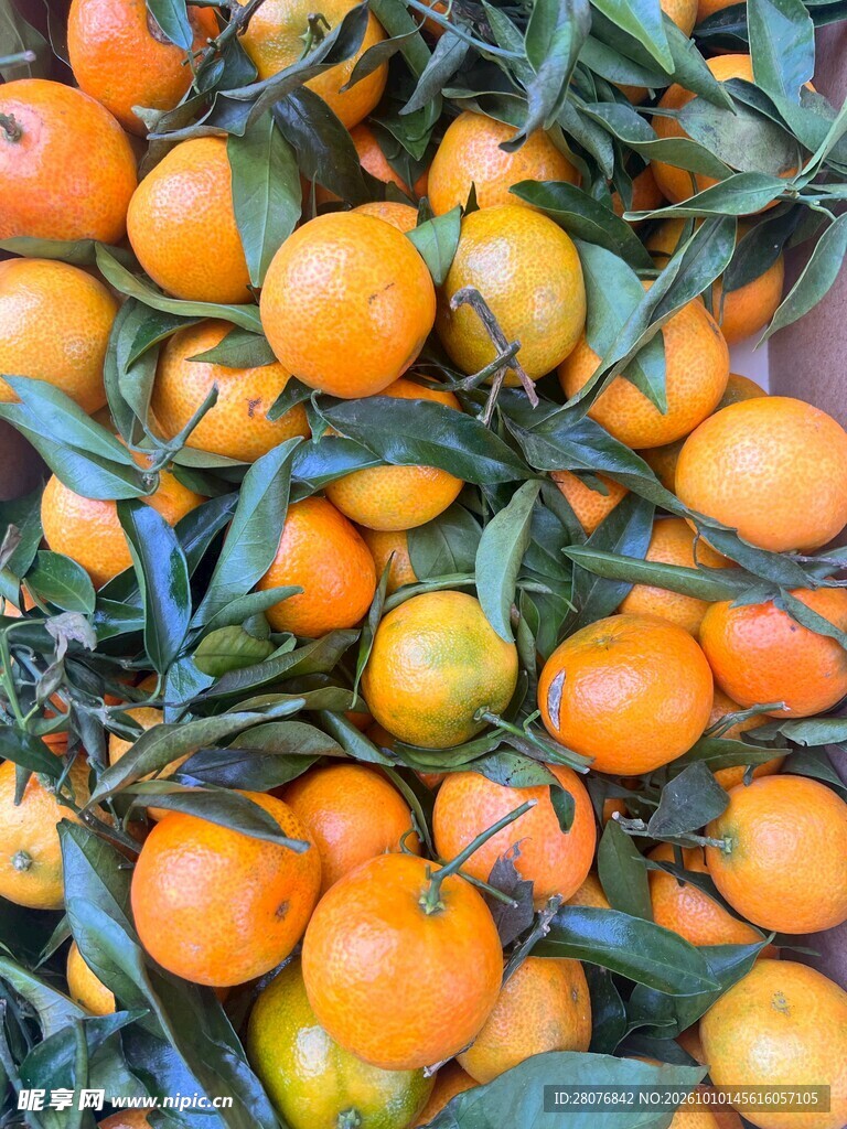 新鲜带叶蜜橘