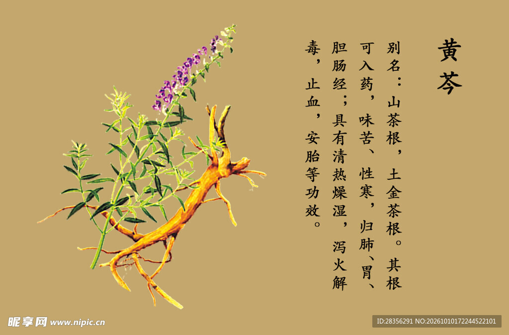 中草药黄芩手绘科普图