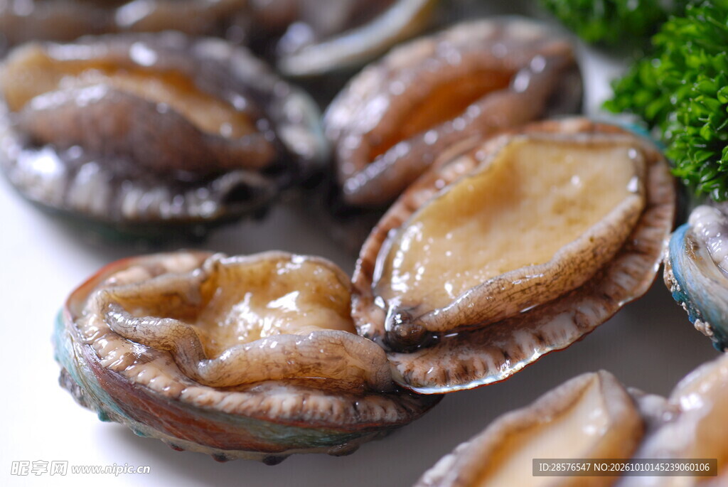 新鲜鲍鱼海鲜食材