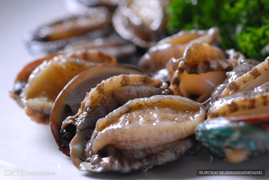 生鲜鲍鱼食材