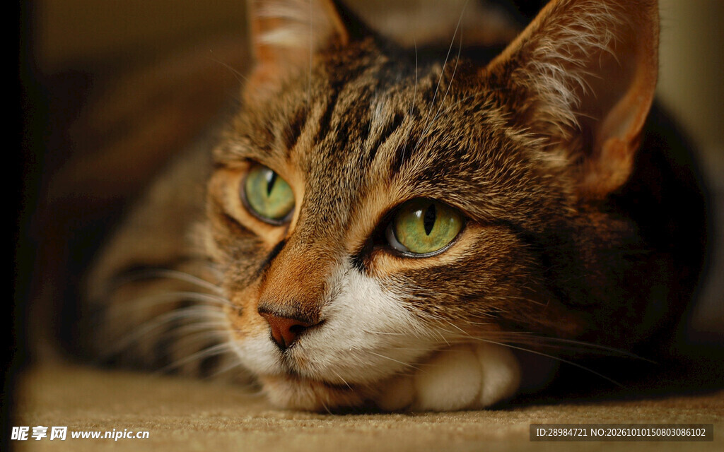 绿眼虎斑猫特写