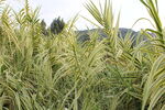 野外丛生草本植物