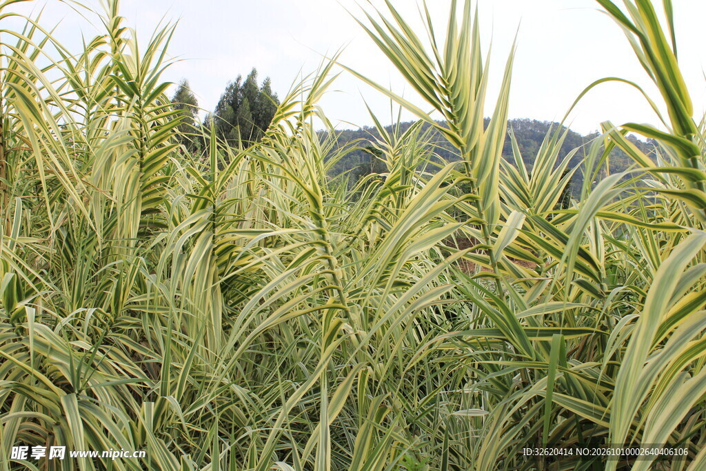 野外丛生草本植物