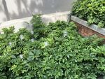 户外茂密绿植景观