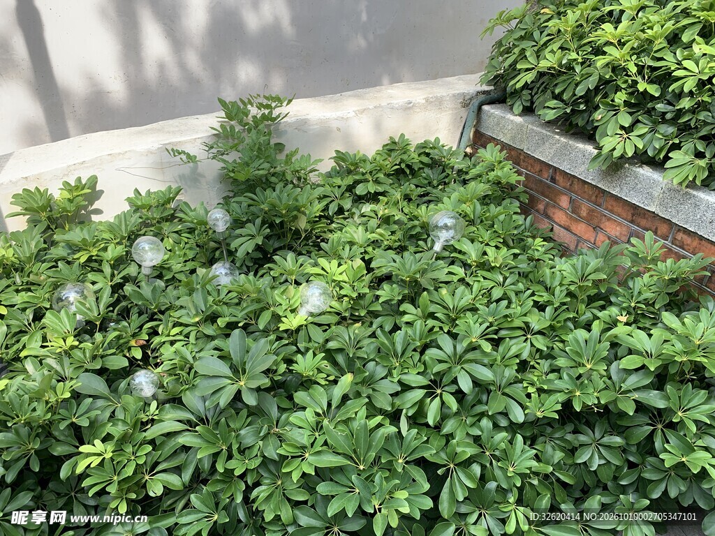 户外茂密绿植景观