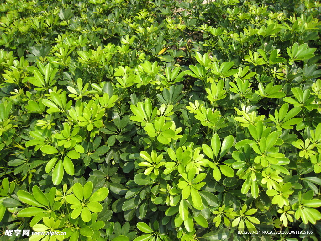 翠绿茂密绿植叶丛