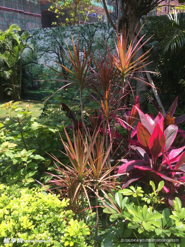 阳光下的彩叶绿植